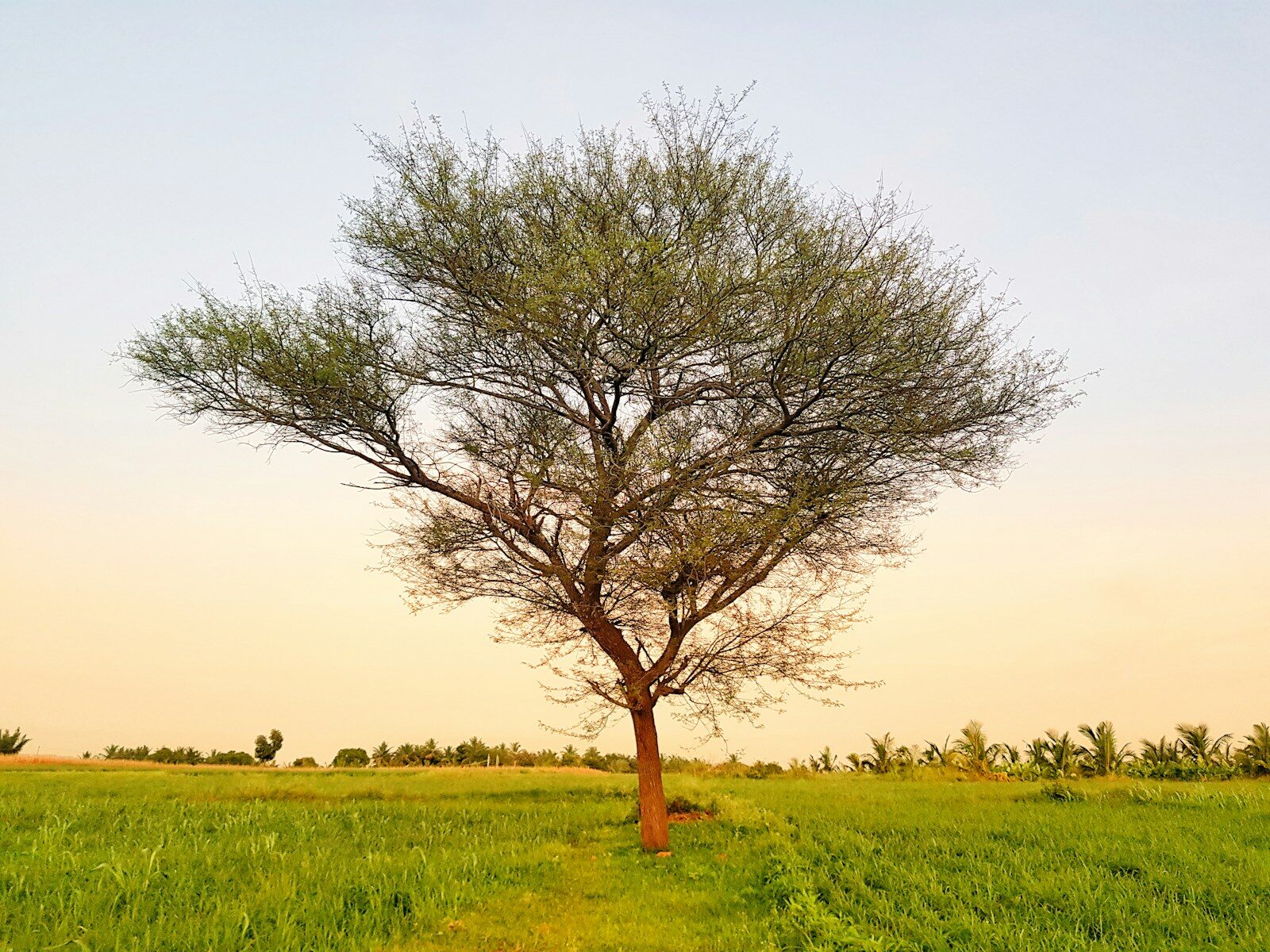 leafless tree on green grass field during daytime