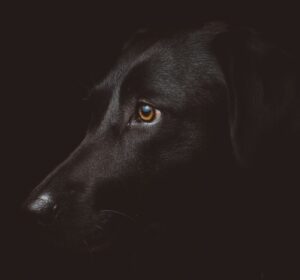 black dog photography