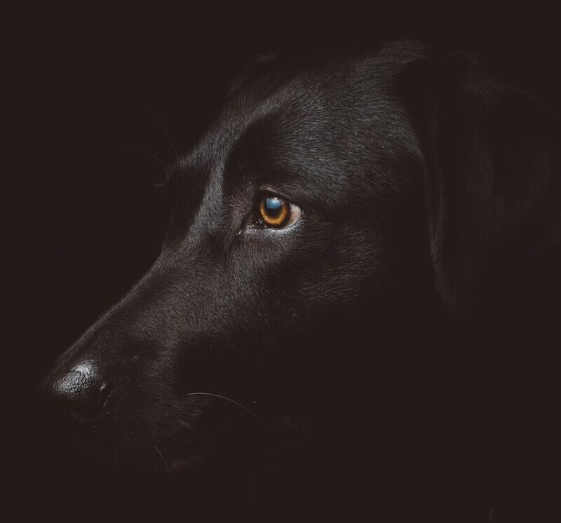 black dog photography